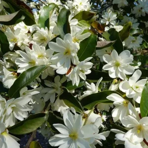 Sweetbay Magnolia Live Plant – Native Flowering Tree – 10-18 inches Tall – 4-inch Pot – Outdoor - Image 4