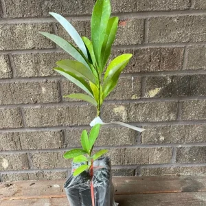 Sweetbay Magnolia Live Plant – Native Flowering Tree – 10-18 inches Tall – 4-inch Pot – Outdoor - Image 5