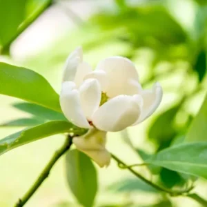 Sweetbay Magnolia Live Plant – Native Flowering Tree – 10-18 inches Tall – 4-inch Pot – Outdoor - Image 7