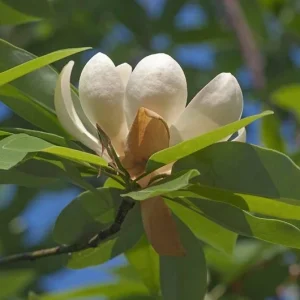 Sweetbay Magnolia Live Plant – Native Flowering Tree – 10-18 inches Tall – 4-inch Pot – Outdoor - Image 8