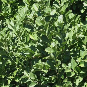 Sweetbay Magnolia Live Plant – Native Flowering Tree – 10-18 inches Tall – 4-inch Pot – Outdoor - Image 9