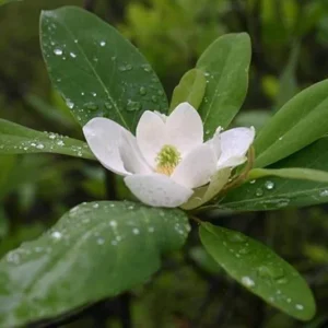 Sweetbay Magnolia Live Plant – Native Flowering Tree – 10-18 inches Tall – 4-inch Pot – Outdoor - Image 1