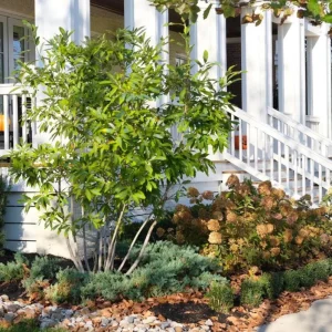 Sweetbay Magnolia Live Plant - Quart Pot, Fragrant Evergreen Tree, USDA Zones 5-9 - Image 10