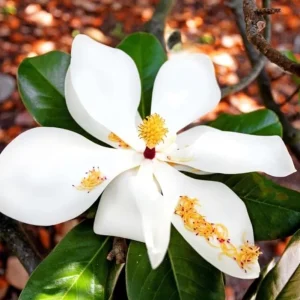 Sweetbay Magnolia Live Plant - Quart Pot, Fragrant Evergreen Tree, USDA Zones 5-9 - Image 2