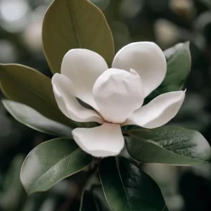 Sweetbay Magnolia Live Plant - Quart Pot, Fragrant Evergreen Tree, USDA Zones 5-9 - Image 3