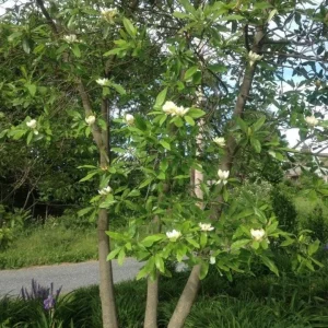 Sweetbay Magnolia Live Plant - Quart Pot, Fragrant Evergreen Tree, USDA Zones 5-9 - Image 5