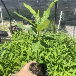 Sweetbay Magnolia Live Plant - Quart Pot, Fragrant Evergreen Tree, USDA Zones 5-9 - Image 7