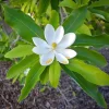 Sweetbay Magnolia Live Plant - Quart Pot, Fragrant Evergreen Tree, USDA Zones 5-9 - Image 1