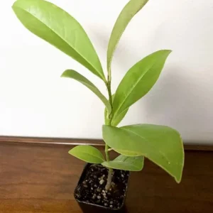 Sweetbay Magnolia Live Plant - Quart Pot, Fragrant Evergreen Tree, USDA Zones 5-9 - Image 8