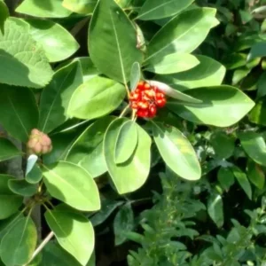 Sweetbay Magnolia Live Plant - Quart Pot, Fragrant Evergreen Tree, USDA Zones 5-9 - Image 9