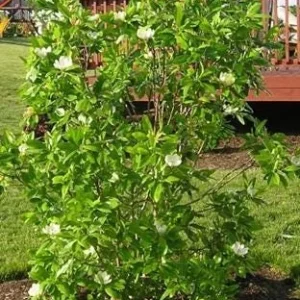 Sweetbay Magnolia Tree - 2 Bare Roots - Fragrant Creamy White Blooms - Image 2