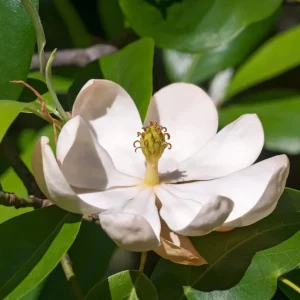 Sweetbay Magnolia Tree Live Plant - Quart Pot, 10-18