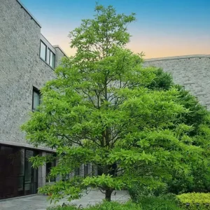 Sweetbay Magnolia Tree Live Plant - Quart Pot, 10-18