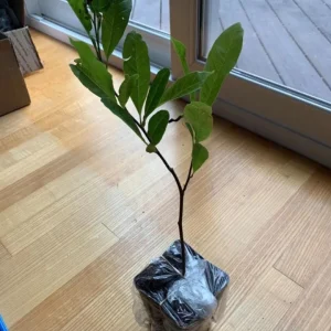 Sweetbay Magnolia Tree Live Plant - Quart Pot, 10-18