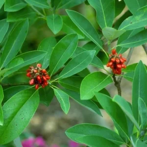 Sweetbay Magnolia Tree Live Plant - Quart Pot, 10-18