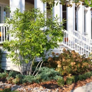 Sweetbay Magnolia Tree Live Plant - Quart Pot, 10-18