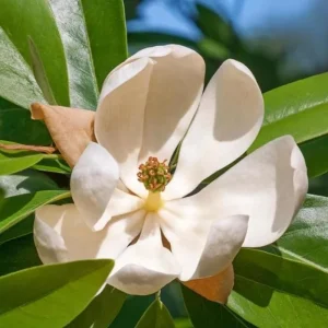 Sweetbay Magnolia Tree Live Plant - Quart Pot, 10-18