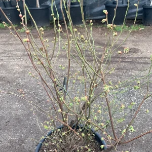 Sweetheart Blueberry Live Plant – Vaccinium Corymbosum – 3 Gallon Pot - Image 3