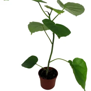 Sweetheart Ficus Live Plant – Ficus Natarensus – 2.5 inch Pot – Easy Indoor Houseplant - Image 4
