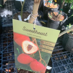 Sweetheart Lychee Live Plant - Grafted - 3 Gallon Pot - Tropical Fruit Tree - Image 3