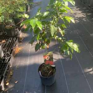 Sweetheart Lychee Live Plant - Grafted - 3 Gallon Pot - Tropical Fruit Tree - Image 1