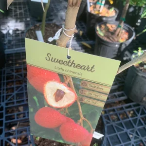 Sweetheart Lychee Live Plant - Grafted Fruit Tree, 3 Gallon Pot, 18-30in Tall - Image 3
