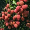 Sweetheart Lychee Tree Live Plant – 2-4 Ft Tall – 10-inch Pot – Air Layered – Outdoor Fruit Tree - Image 1