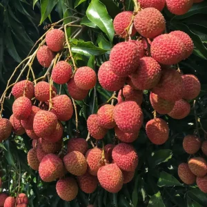 Sweetheart Lychee Tree Live Plant – 2-4 Ft Tall – 10-inch Pot – Air Layered – Outdoor Fruit Tree - Image 1