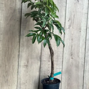 Sweetheart Lychee Tree Live Plant – 2-4 Ft Tall – 10-inch Pot – Air Layered – Outdoor Fruit Tree - Image 9