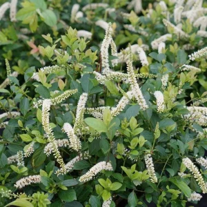 Sweetspire Live Plant – 4 inch Pot – Fragrant Summer Blooms – Outdoor - Image 1