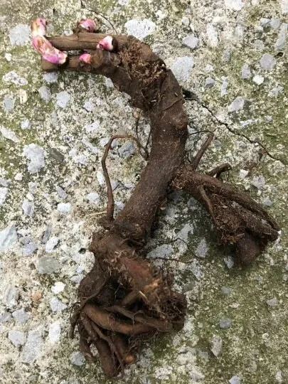 Sword Dance Peony Bareroot - Paeonia lactiflora - Red Japanese Herbaceous Peony - Image 2