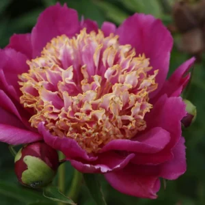 Sword Dance Peony Bareroot - Paeonia lactiflora - Red Japanese Herbaceous Peony - Image 1