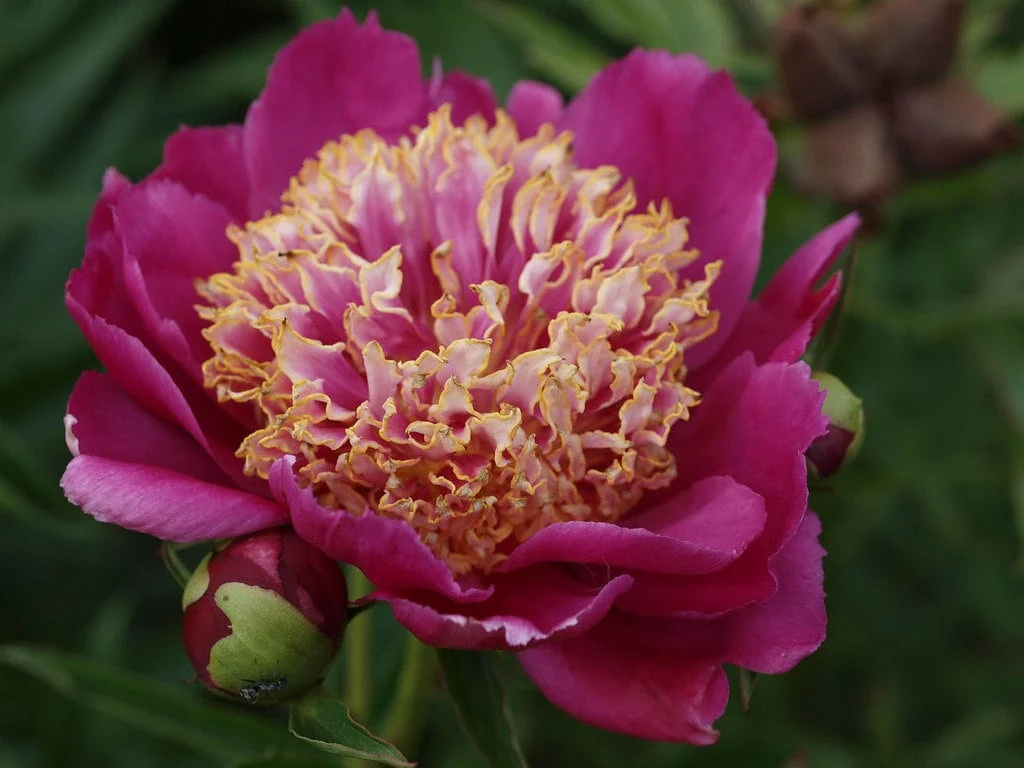 Sword Dance Peony Bareroot - Paeonia lactiflora - Red Japanese Herbaceous Peony - Image 1