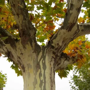 Sycamore Tree Live Plant (Platanus occidentalis) - 18+ Inches Tall - Deciduous Outdoor Tree - Image 3