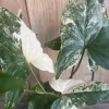 Syngonium Albo Variegata Live Plant – 4 inch Pot – Indoor Arrowhead Vine - Image 1