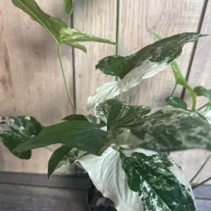 Syngonium Albo Variegata Live Plant – 4 inch Pot – Indoor Arrowhead Vine - Image 3