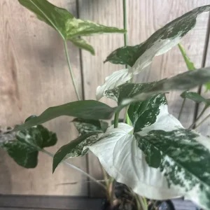 Syngonium Albo Variegata Live Plant – 4 inch Pot – Indoor Arrowhead Vine - Image 4