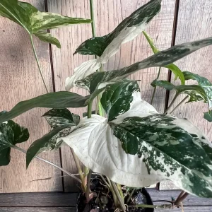 Syngonium Albo Variegata Live Plant – 4 inch Pot – Indoor Arrowhead Vine - Image 5