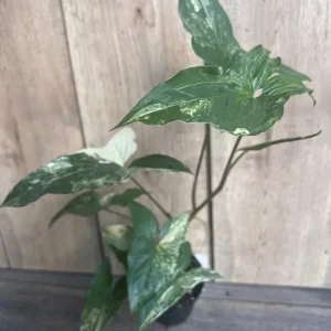 Syngonium Albo Variegata Live Plant – 4 inch Pot – Indoor Arrowhead Vine - Image 6
