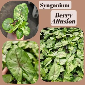 Syngonium Allusion Bundle - 3 Live Arrowhead Vine Plants - 2in Pots - Easy Houseplant - Image 2