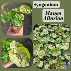 Syngonium Allusion Bundle - 3 Live Arrowhead Vine Plants - 2in Pots - Easy Houseplant - Image 3