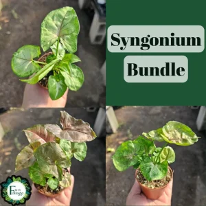 Syngonium Allusion Bundle - 3 Live Arrowhead Vine Plants - 2in Pots - Easy Houseplant - Image 1