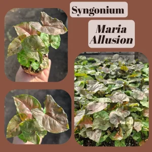 Syngonium Allusion Bundle - 3 Live Arrowhead Vine Plants - 2in Pots - Easy Houseplant - Image 4