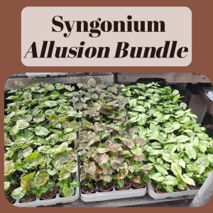 Syngonium Allusion Bundle - 3 Live Arrowhead Vine Plants - 2in Pots - Easy Houseplant - Image 5