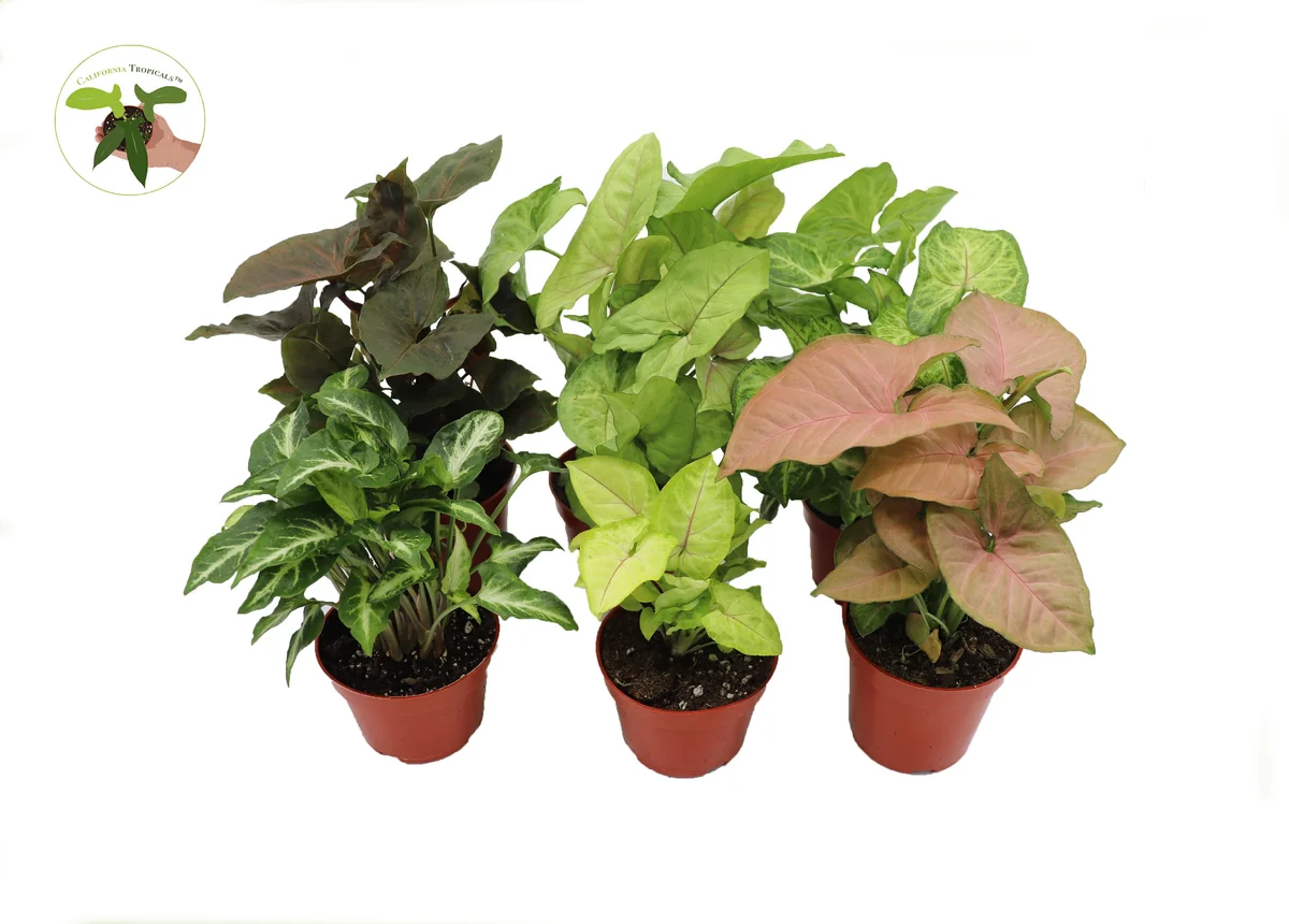Syngonium Assortment – 6 Live Plants – 4-inch Pots – Indoor Foliage Houseplant - Image 1