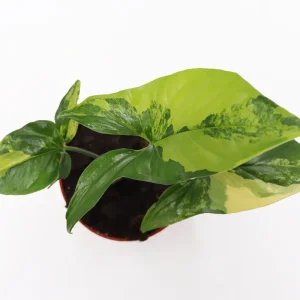 Syngonium Aurea Live Plant – Rare Potted Houseplant – 4 inch Pot – Indoor - Image 2