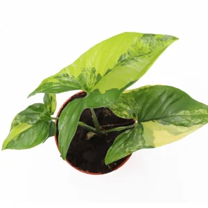 Syngonium Aurea Live Plant – Rare Potted Houseplant – 4 inch Pot – Indoor - Image 3