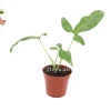 Syngonium Auritum 'Tri-Leaf Wonder' Live Plant – 4 inch Pot – Indoor Arrowhead Vine - Image 1