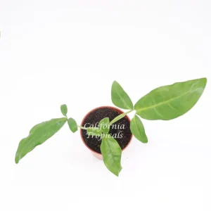 Syngonium Auritum 'Tri-Leaf Wonder' Live Plant – 4 inch Pot – Indoor Arrowhead Vine - Image 2