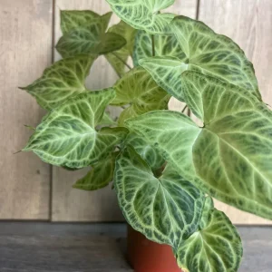 Syngonium Batik Live Plant – 4 inch Pot – Potted Houseplant – Indoor - Image 2